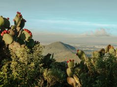 🌵 El Secreto Milenario de Hidalgo: Descubre la Ruta del Maguey y el Pulque